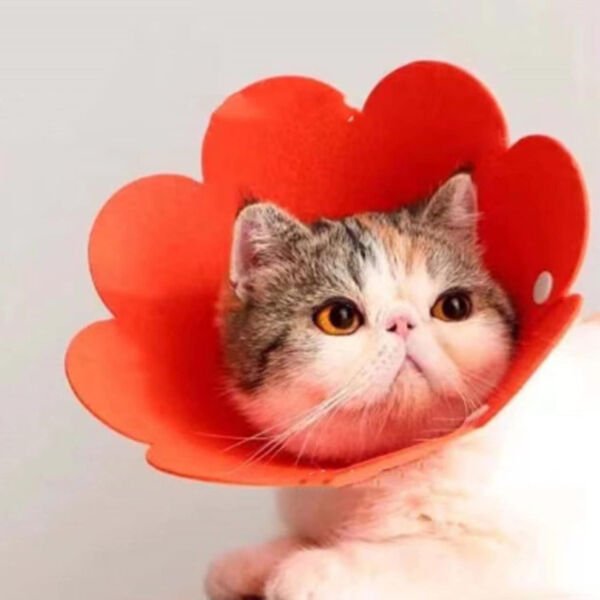 Evcil Hayvan L Boy Keçe Elizabeth Yakalığı Çok Fonksiyonel Ürün