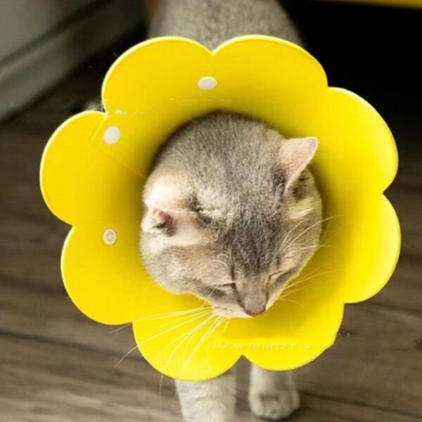 Evcil Hayvan L Boy Keçe Elizabeth Yakalığı Çok Fonksiyonel Ürün