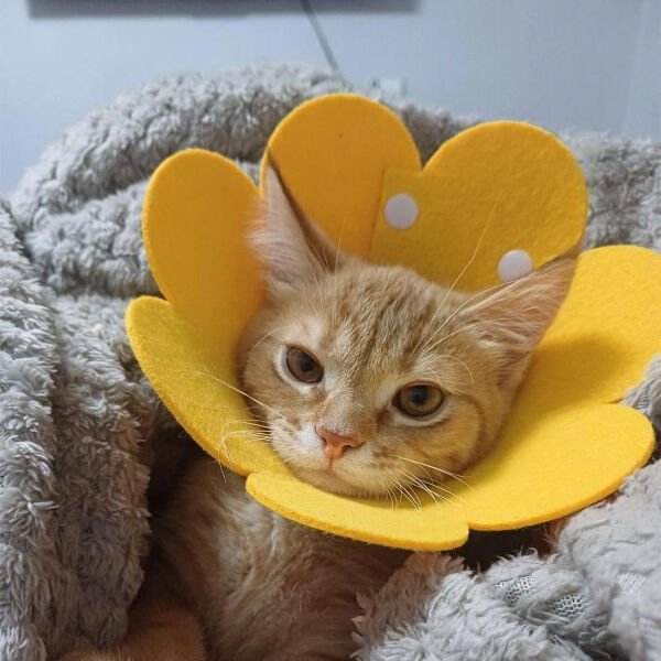 Evcil Hayvan XL Boy Keçe Elizabeth Yakalığı Çok Fonksiyonel Ürün