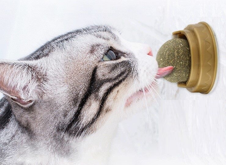 Kedi Otu Oyun Topu Şık Tasarımlı Fonksiyonel Ürün