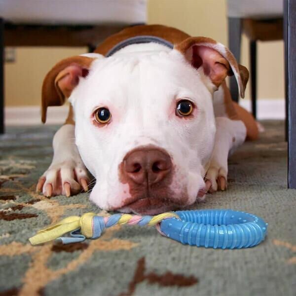 Dayanıklı Köpek Diş Kaşıyıcı Ve Çiğneme Oyuncağı Çok Fonksiyonel Ürün