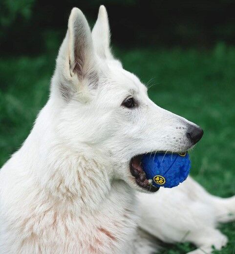 SESLI MAMA OYUN TOPU Şık Tasarımlı Fonksiyonel Ürün