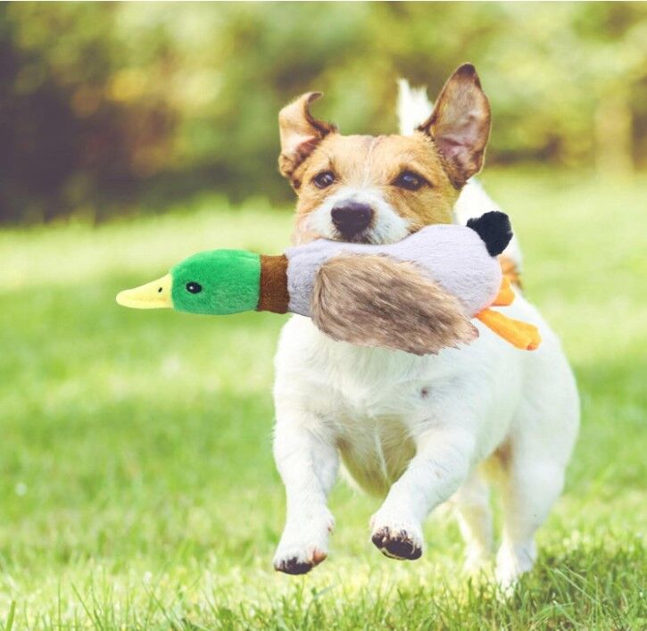 Sesli Ördek Şekilli Peluş Köpek Oyuncağı Şık Tasarımlı Fonksiyonel Ürün